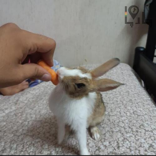 بچه خرگوش