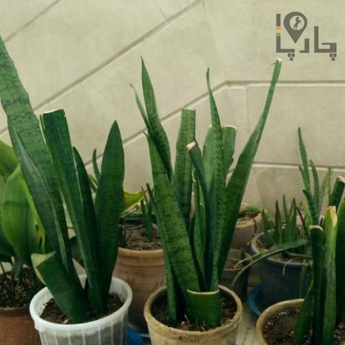 گیاه آپارتمان سانسوریا