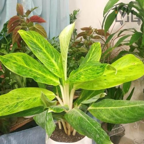 گیاه طبیعی آگلونما