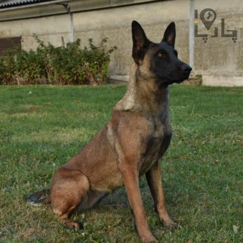 آیدین مقتدر مربی سگ و مشاور خرید سگ در ترکیه