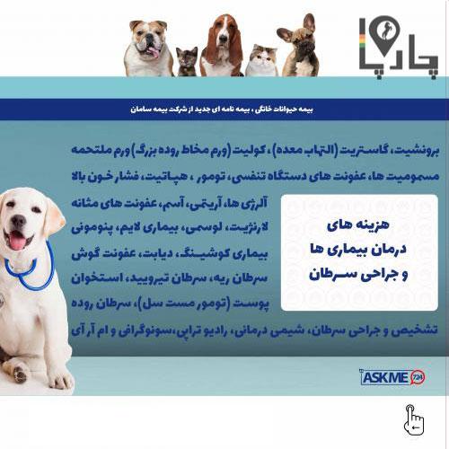 بیمه درمانی سگ ها