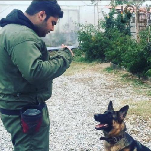 رفتار شناس و مربی سگ