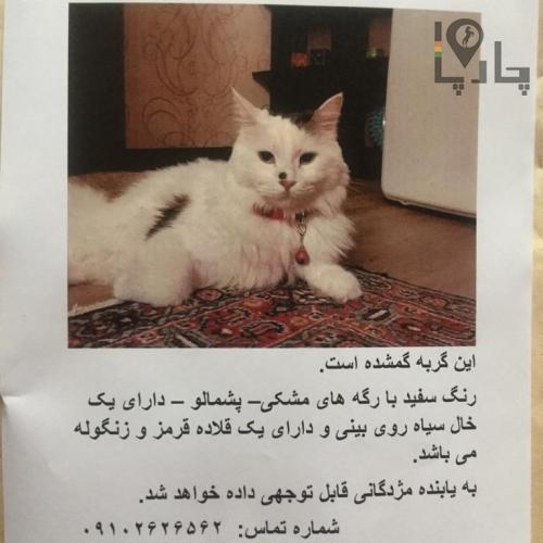 گربه گمشده محدوده شیخ بهایی