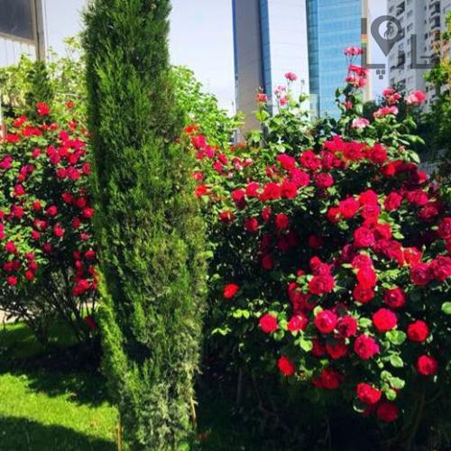 گیاه. باغبانی.طراحی فضای سبز.