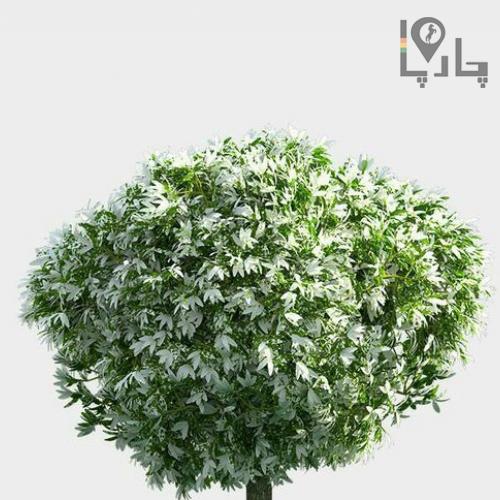 فروش گیاه آپارتمانی و فضای باز