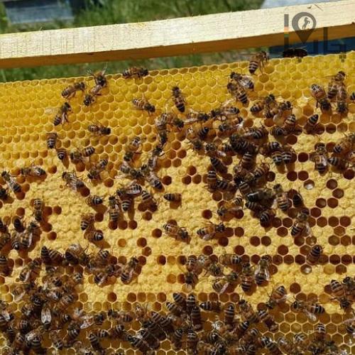 دوره آموزشی پرورش زنبور عسل