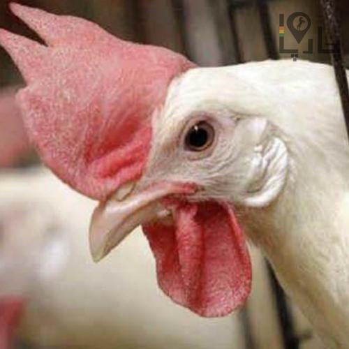 آموزش تخصصی پرورش مرغ گوشتی