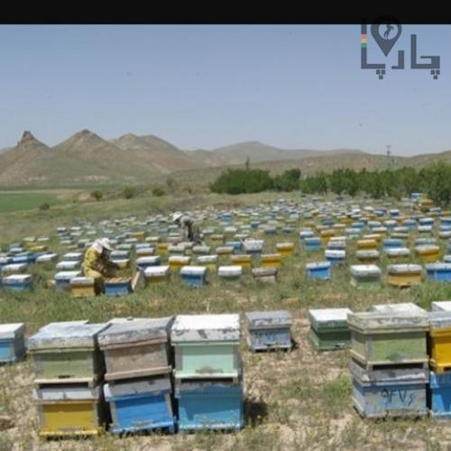 عسل طبیعی کردستان