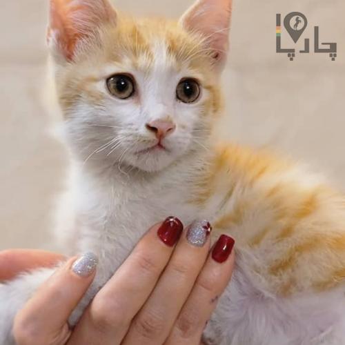واگذاری رایگان گربه دو ماهه