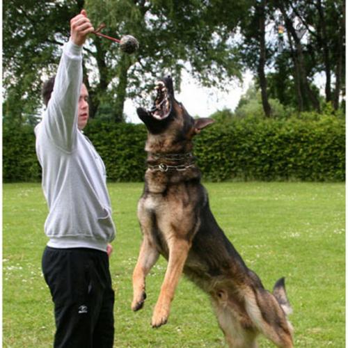 توپ بازی، تمرینی آموزشی سگ Karlie آلمان رنگ آبی
