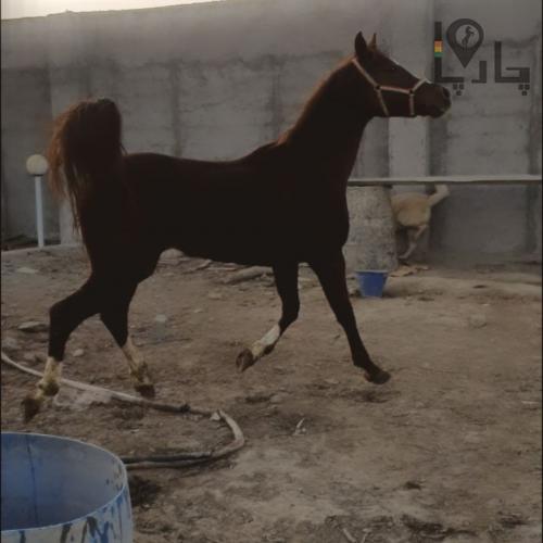 فروش اسب عرب