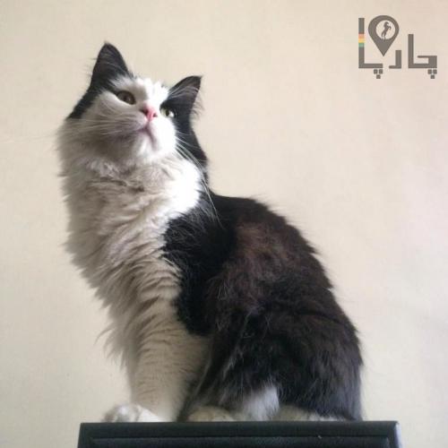 گربه گمشده