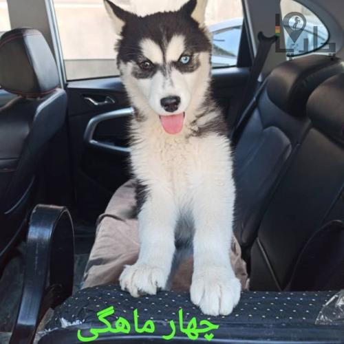 سگ هاسکی ماده سیاه،سفید چشم دو رنگ آبی،قهوه&