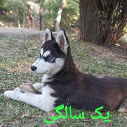 سگ هاسکی ماده سیاه،سفید چشم دو رنگ آبی،قهوه&