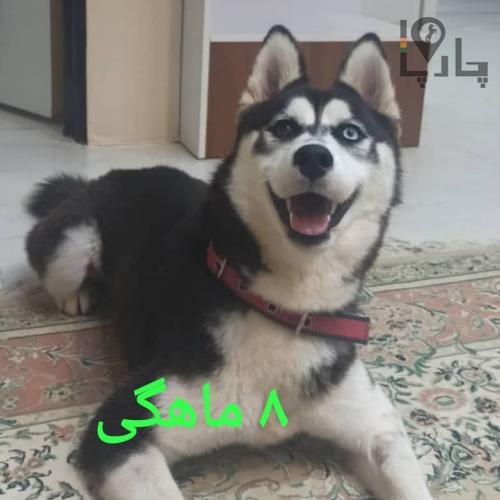 سگ هاسکی ماده سیاه،سفید چشم دو رنگ آبی،قهوه&