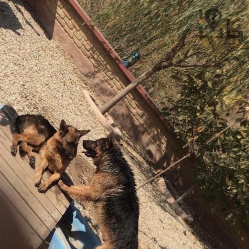 دزدیده شده دو قلاده سگ ژرمن