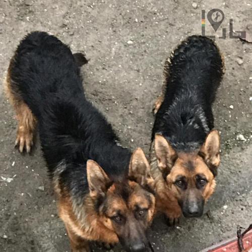 دزدیده شده دو قلاده سگ ژرمن