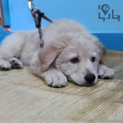فروش توله سگ گلدن رتریور