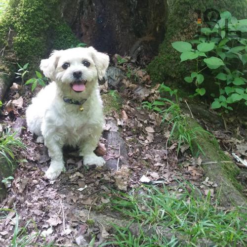 سگ ت ریر هشت ساله گم شده