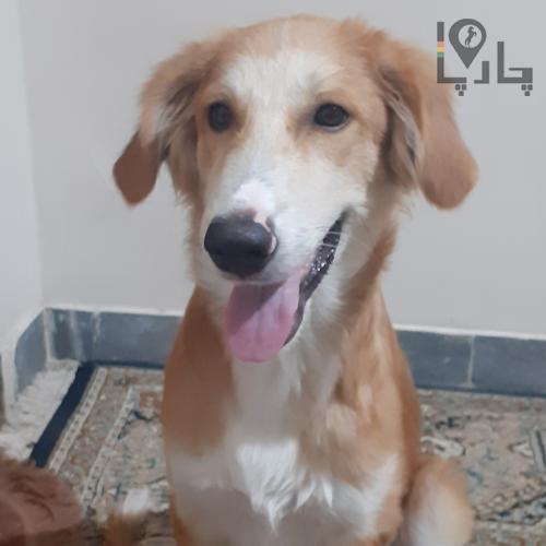 واگذاری سگ سایز متوسط