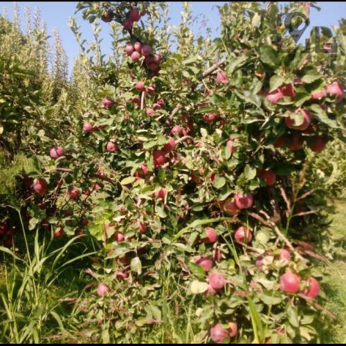 فروش باغ سیب بر جاده طالقان