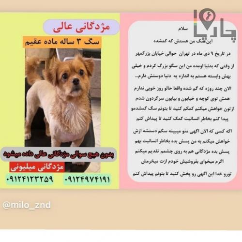گمشده سگ ماده عقیم شده ۳ ساله در تهران محدوده خیاب