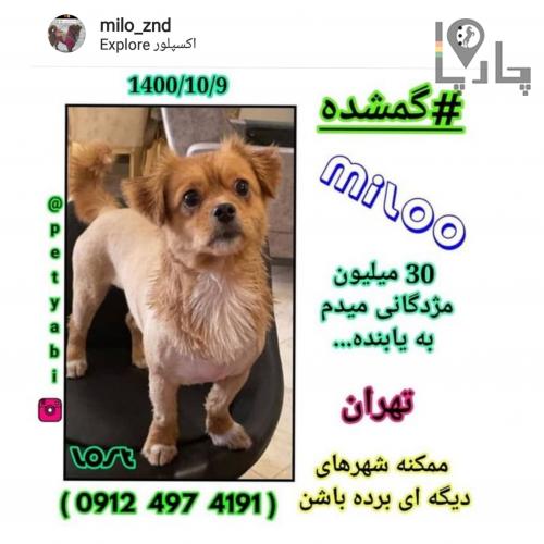 گمشده سگ ماده عقیم شده ۳ ساله در تهران محدوده خیاب