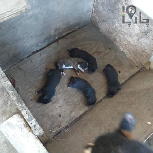 2 قلاده سگ هاسکی نر و ماده
