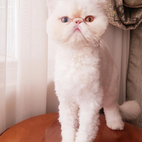 گربه پرشین سفید،چشم دو رنگ