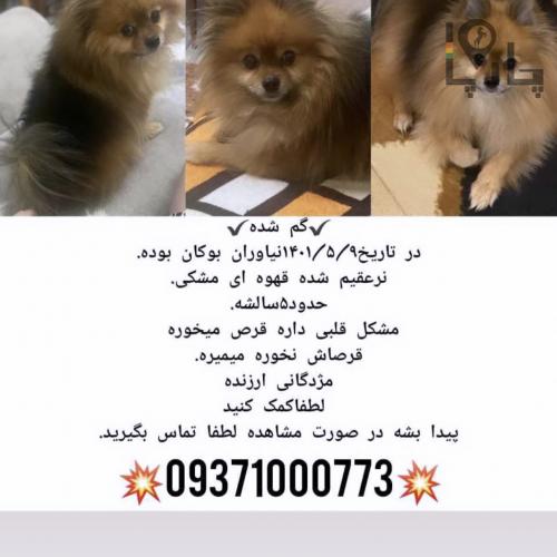 گم شدن سک