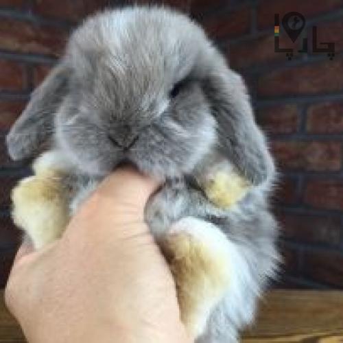 خرگوش لوپ با کارتکس بهداشت