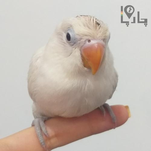 کوتوله برزیلی سفید گمشده