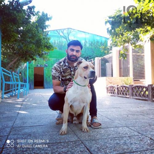 سگهای پیتبول در ایران