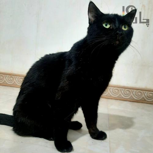واگذاری گربه نر و ماده بالغ