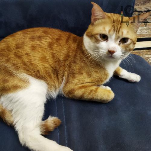 گربه گم شده در تهران سازمان برنامه