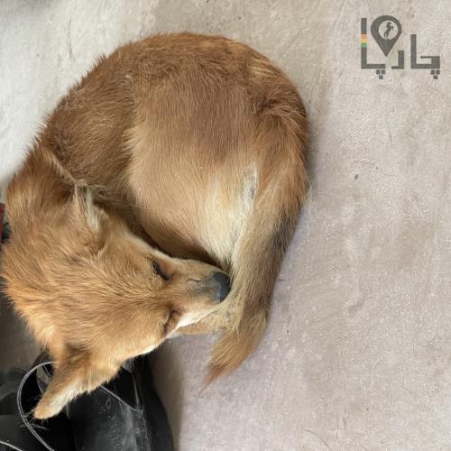 سگ گمشده کوچک و مریض است