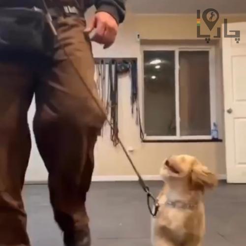 آموزش سگ  مربی سگ  تربیت سگ