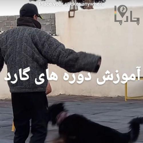 مربی سگ