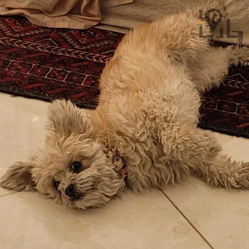 سگ ۱۰ ساله گمشده