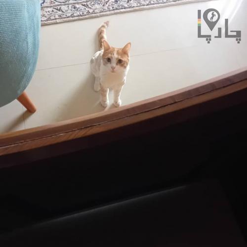 گربه نر عقیم ۲ ساله گمشده