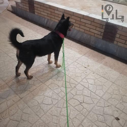 سگ پیداشده درصفادشت سلمیان