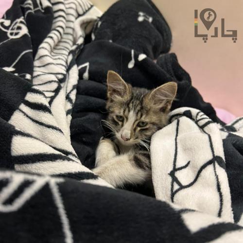 بچه گربه ناز و بغلى