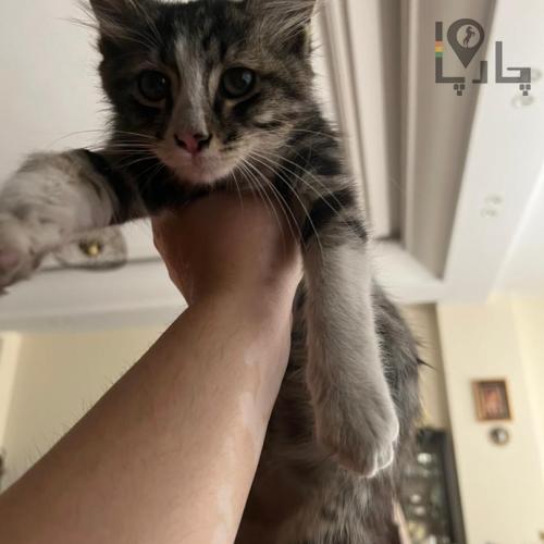 بچه گربه ناز و بغلى
