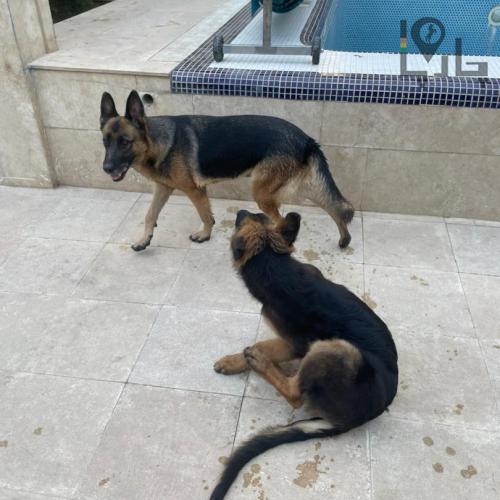 دو سگ ژرمن گمشده