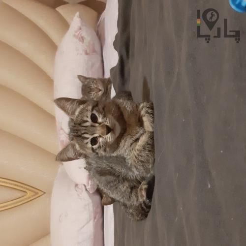 بچه پلنگ ۲ ماهه