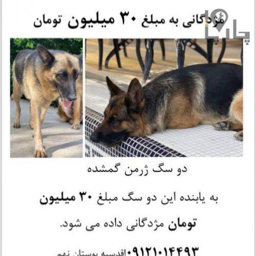 دو سگ ژرمن گمشده