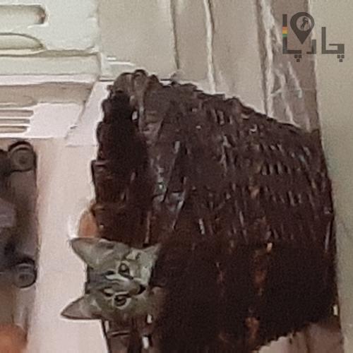بچه پلنگ ۲ ماهه