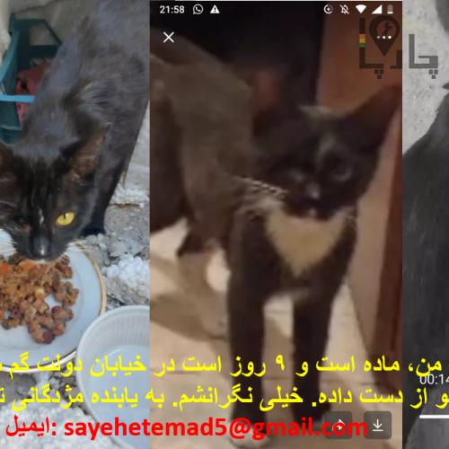 گربه ,سیاه سفید,یک چشم, گم شد