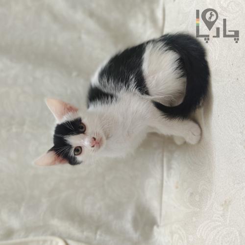 واگذاری ۵ توله گربه DSH