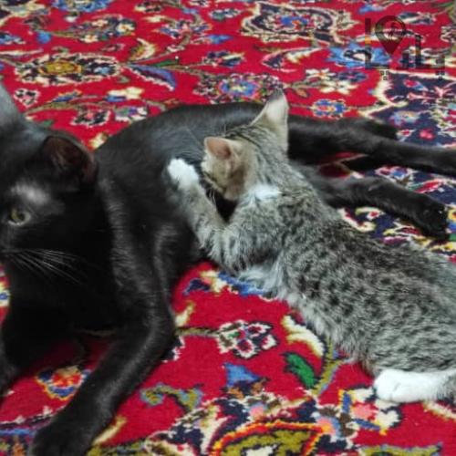 واگذاری فوری گربه های ناز